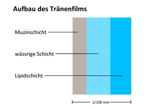 Tränenfilm Aufbau