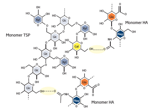 Die synergistische Wirkung der HA-Acetyl-Gruppen und der TSP-Glucose- (Glc) und -Galaktose- (Gal) -Einheiten